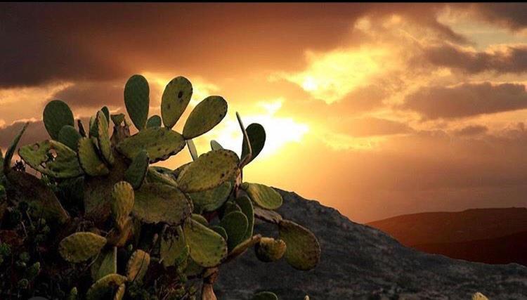 Prickly Pear House Hotel Pláka Mílu Kültér fotó